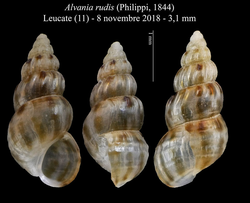 Alvania rudis da confermare..... confermata!